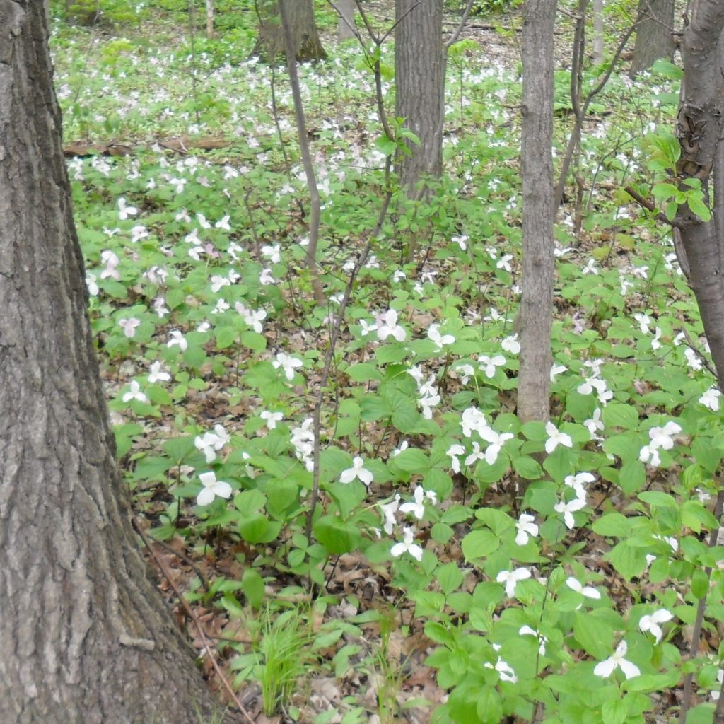 trillium2